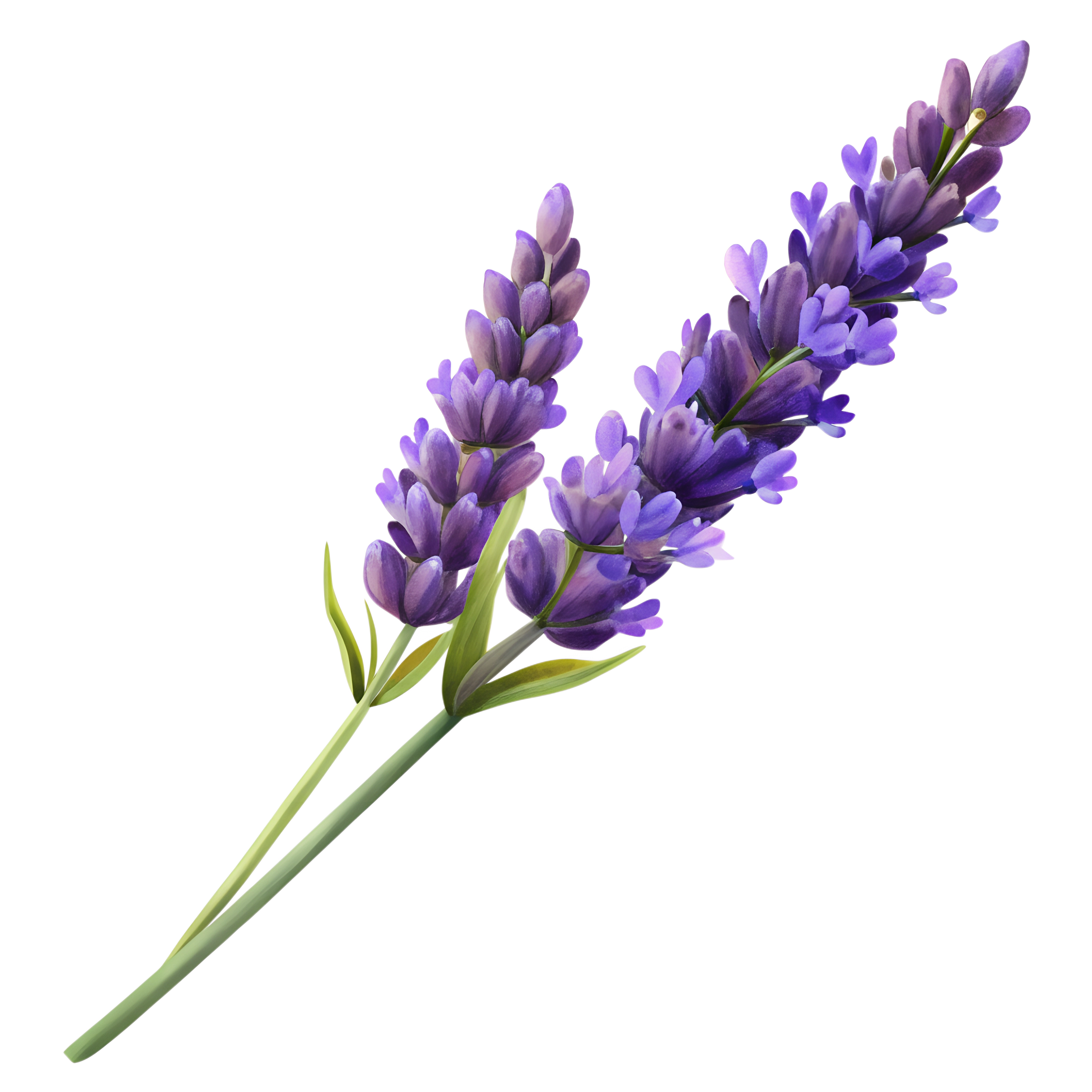 Levanduľová vôňa Levanduľová vôňa