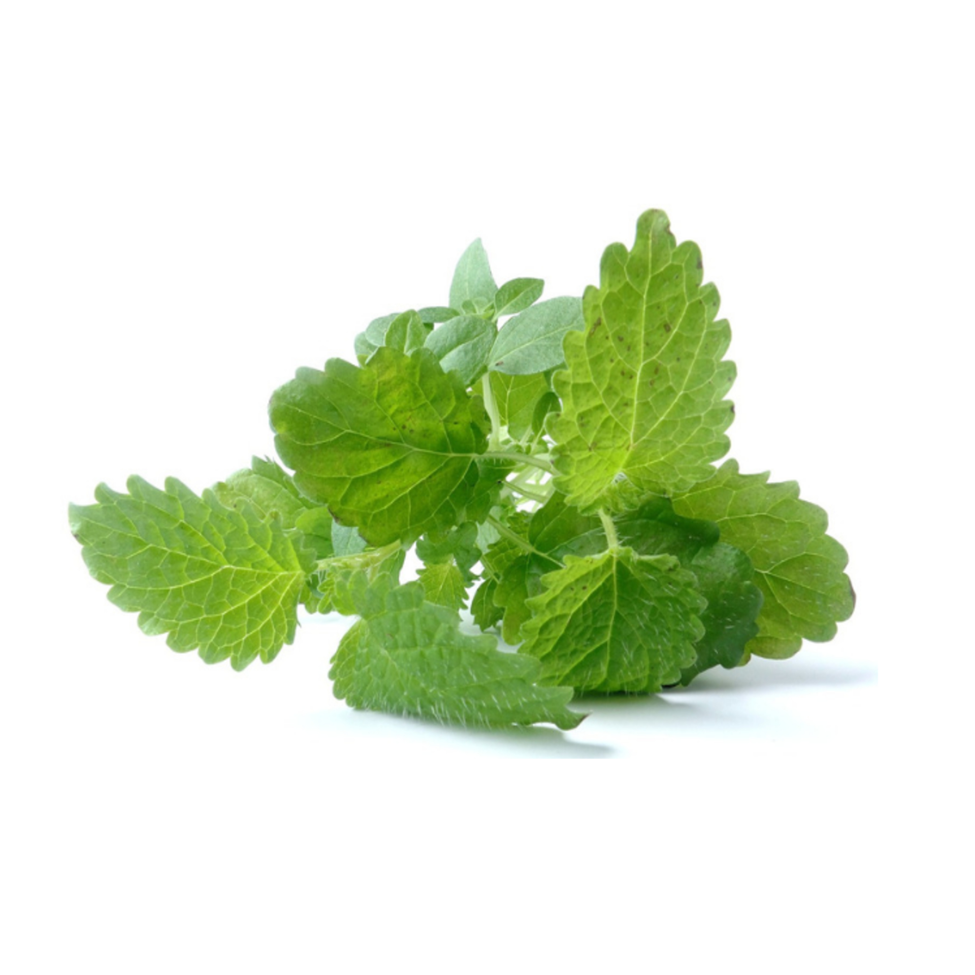 Medovková vôňa Medovková vôňa