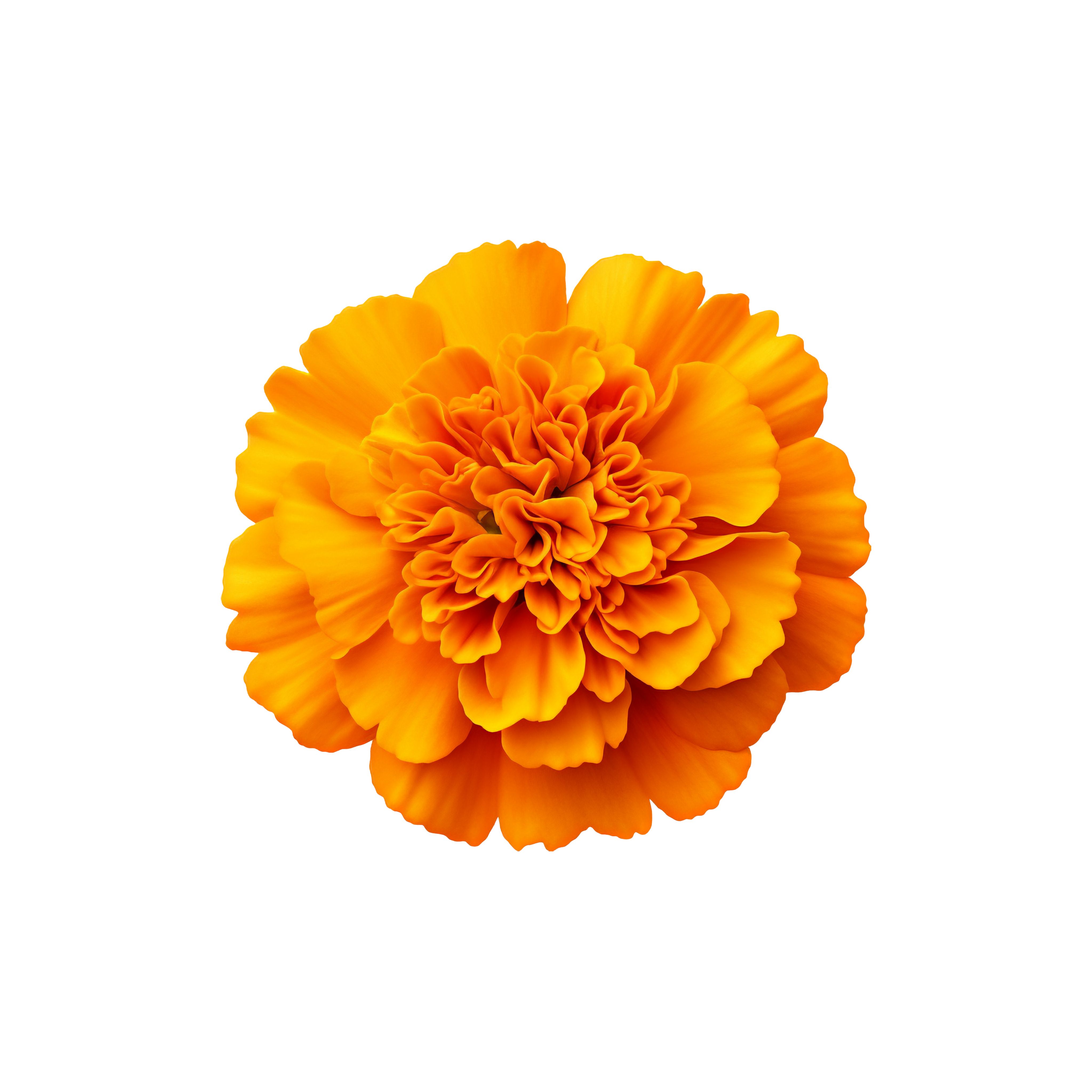 Kvetinová vôňa Kvetinová vôňa